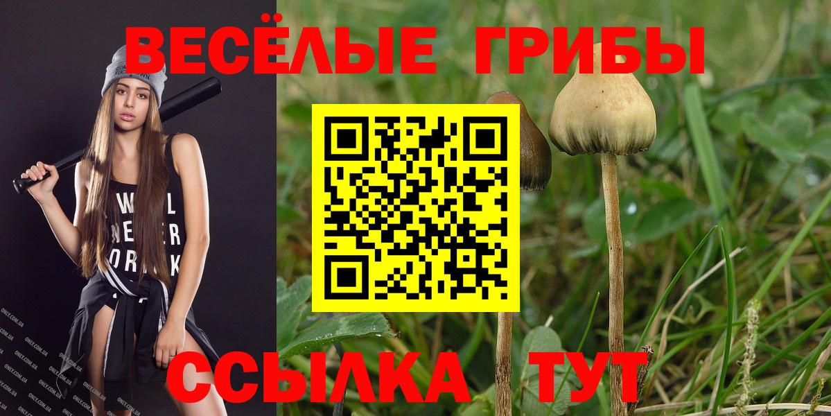 Галлюциногенные грибы Psilocybe Сухой Лог